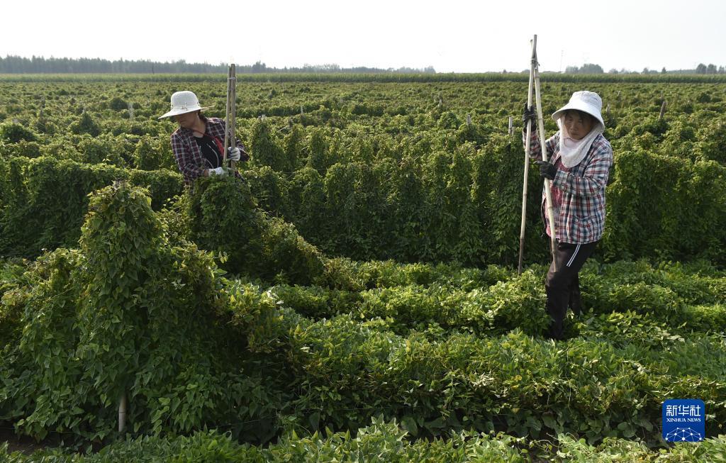 希尔顿网站糖果游戏网站